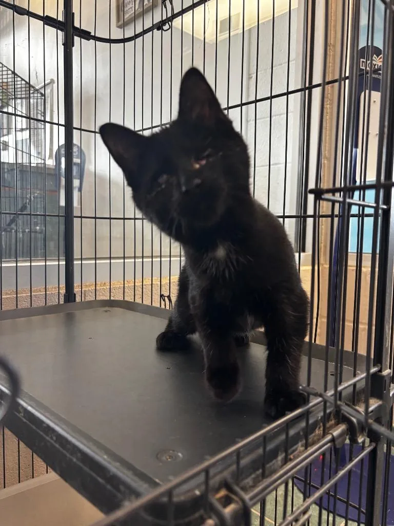 A baby small-sized male Domestic Short Hair cat named Colin Feral for adoption in Lima, OH