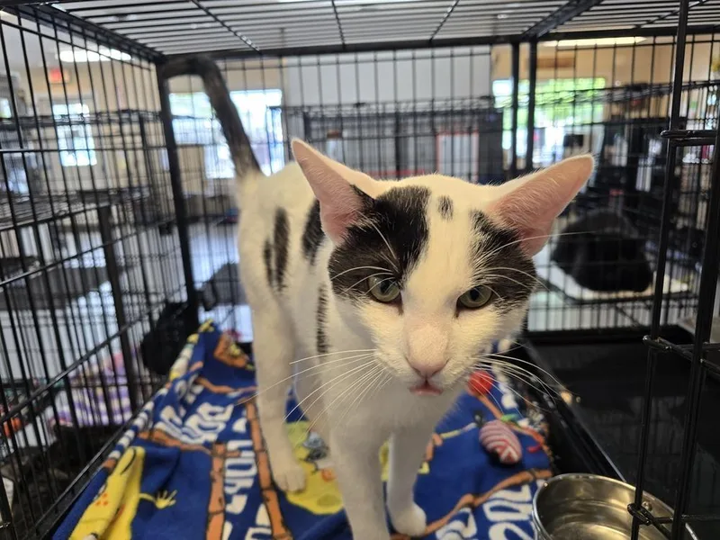 An adult large-sized male Black & White / Tuxedo Domestic Short Hair cat named Kodo for adoption in Southbury, CT