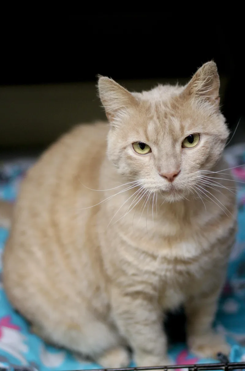 An adult medium-sized male Buff / Tan / Fawn Domestic Short Hair cat named Roman for adoption in Avon Lake, OH