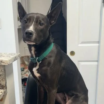 A young medium-sized male Black Pit Bull Terrier dog named Zeus for adoption in Phoenixville, PA