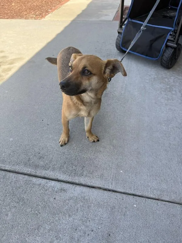 A young small-sized male Terrier dog named Major for adoption in Escondido, CA