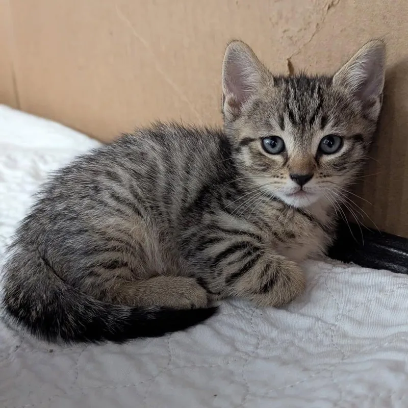 A baby medium-sized male Tabby (Brown / Chocolate) Domestic Short Hair cat named Billie Joel for adoption in Ozone Park, NY