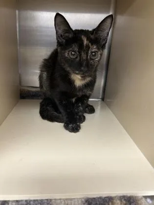 A baby medium-sized female Domestic Short Hair cat named Pretty girl for adoption in Picayune, MS