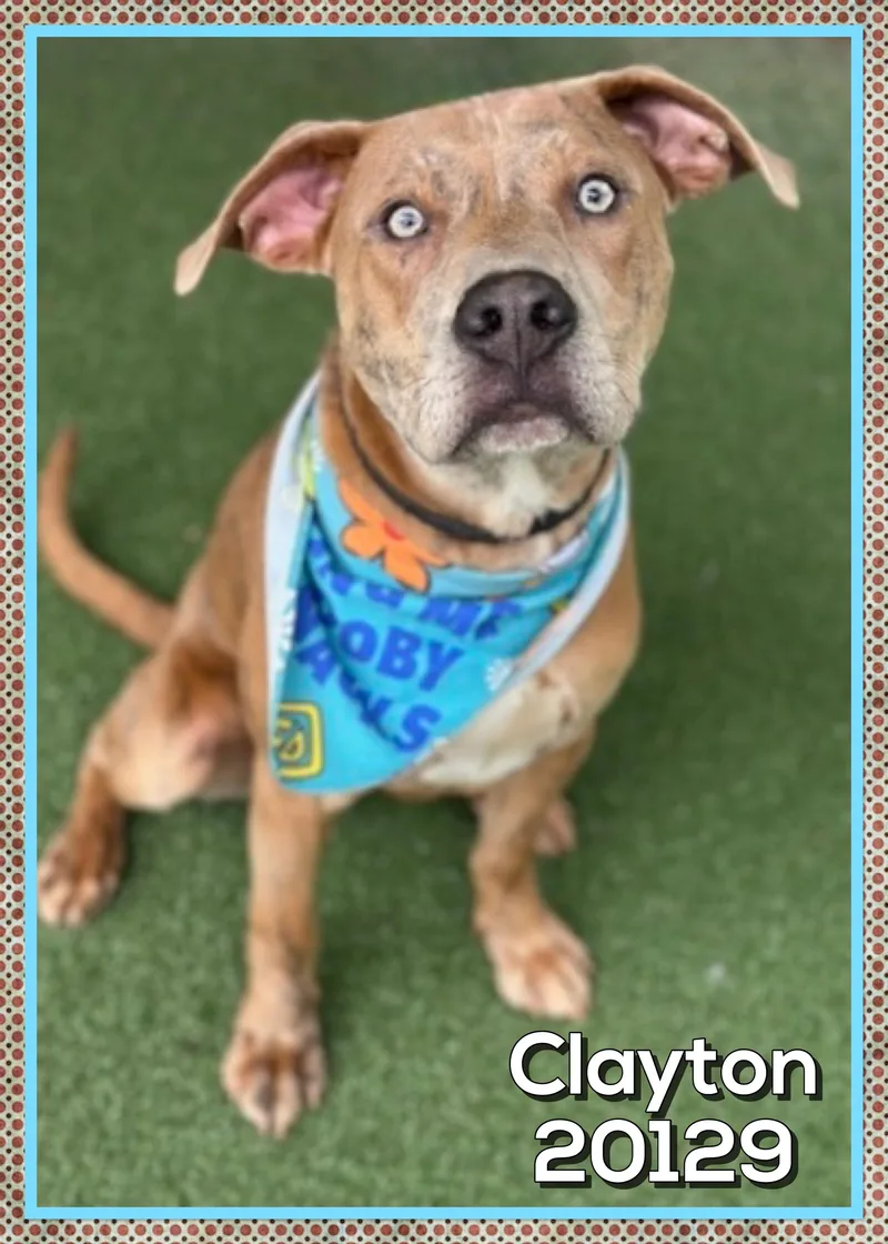 Clayton