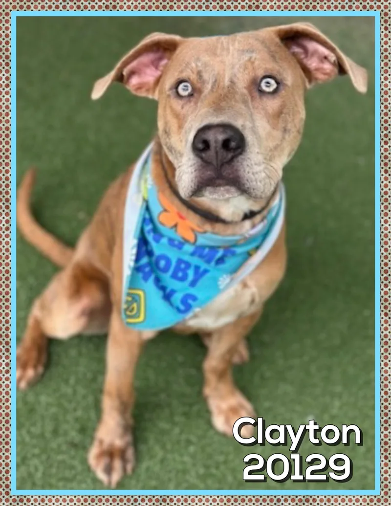 Clayton thumbnail 2