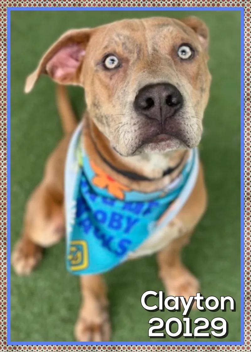 Clayton thumbnail 3