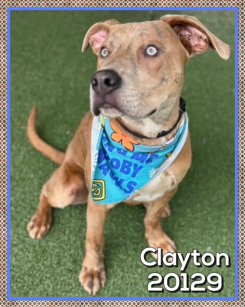 Clayton thumbnail 4