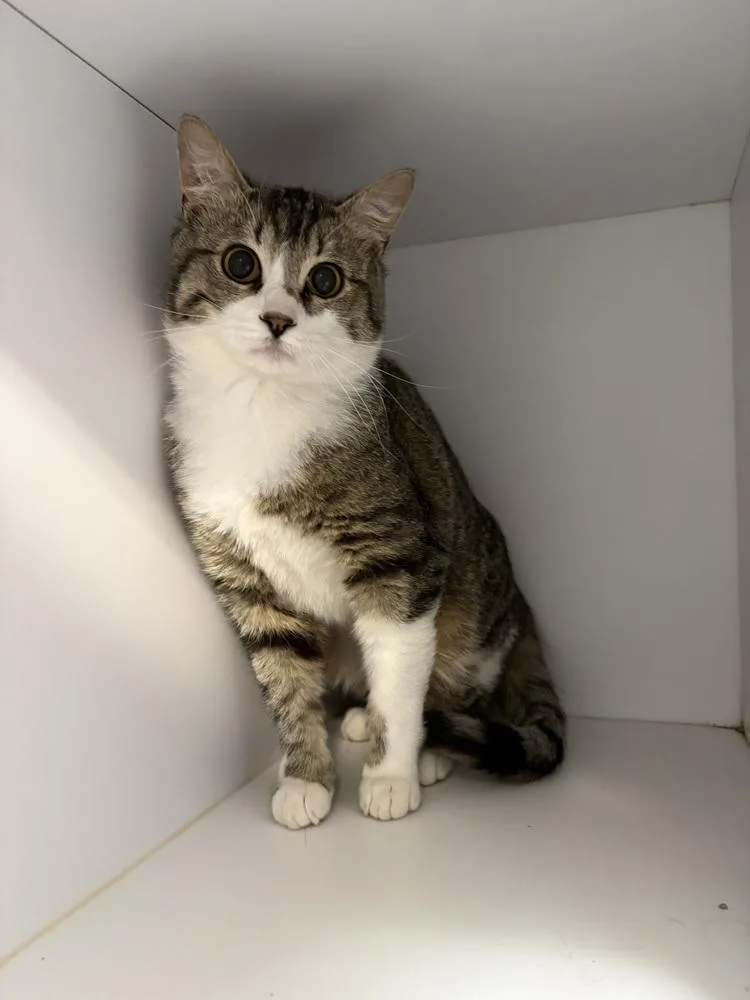 A young small-sized male Domestic Short Hair cat named Emmerson for adoption in Bolivar, MO