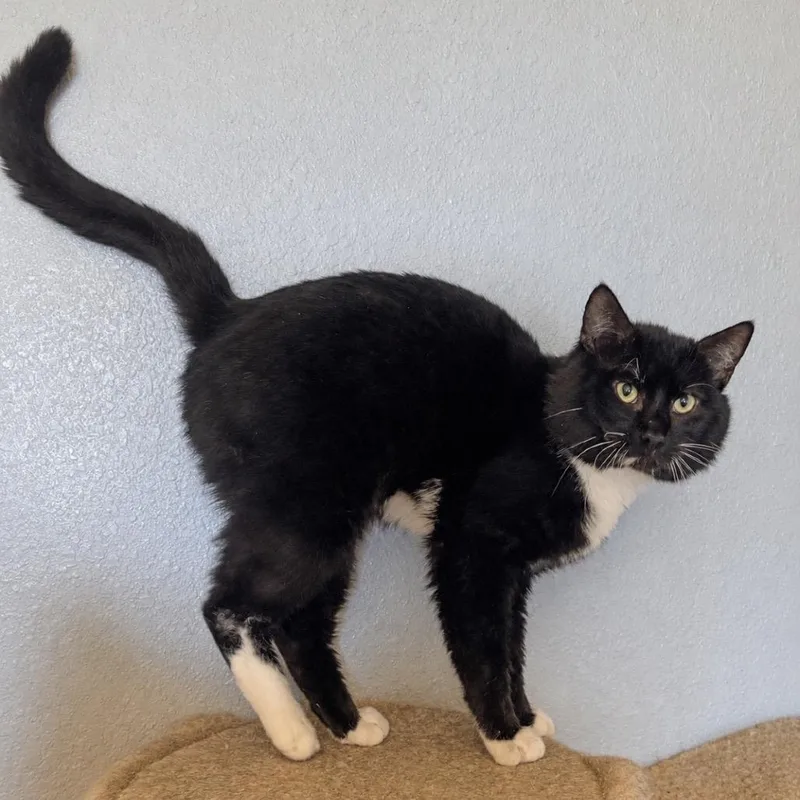 An adult small-sized male Black Domestic Short Hair cat named Abraham for adoption in Nampa, ID