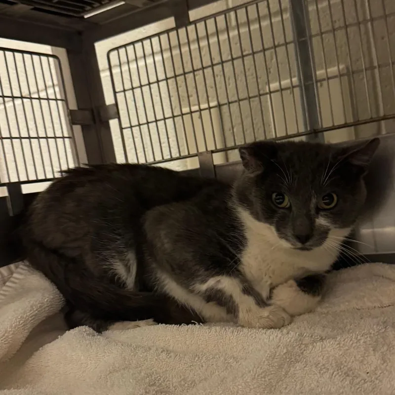 An adult medium-sized male Gray / Blue / Silver Domestic Short Hair cat named Osprey for adoption in Bristol, IN