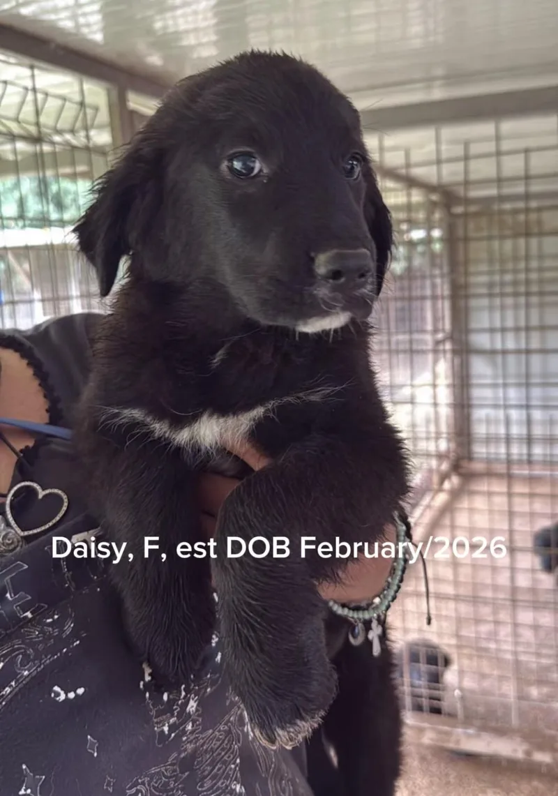 Daisy