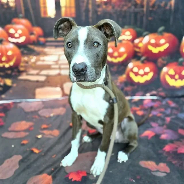 A young medium-sized female Pit Bull Terrier dog named Cali for adoption in Long Beach, CA