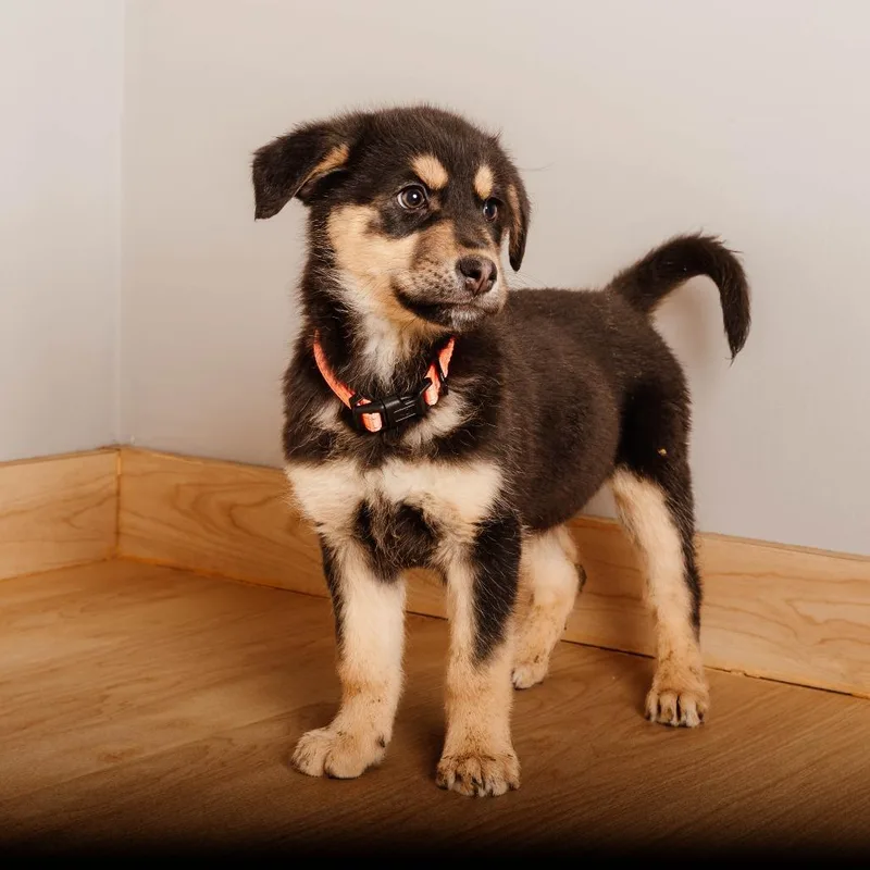 Piglet D thumbnail 2