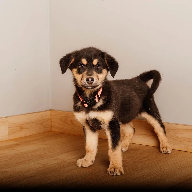 Piglet D thumbnail 3