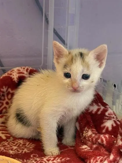 A baby small-sized female White Domestic Short Hair cat named 61466605 for adoption in El Paso, TX