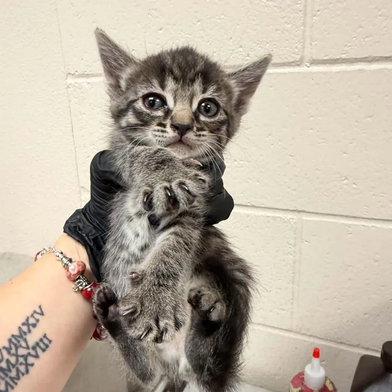A baby small-sized female Brown / Chocolate Domestic Short Hair cat named Yoplait for adoption in Reno, NV