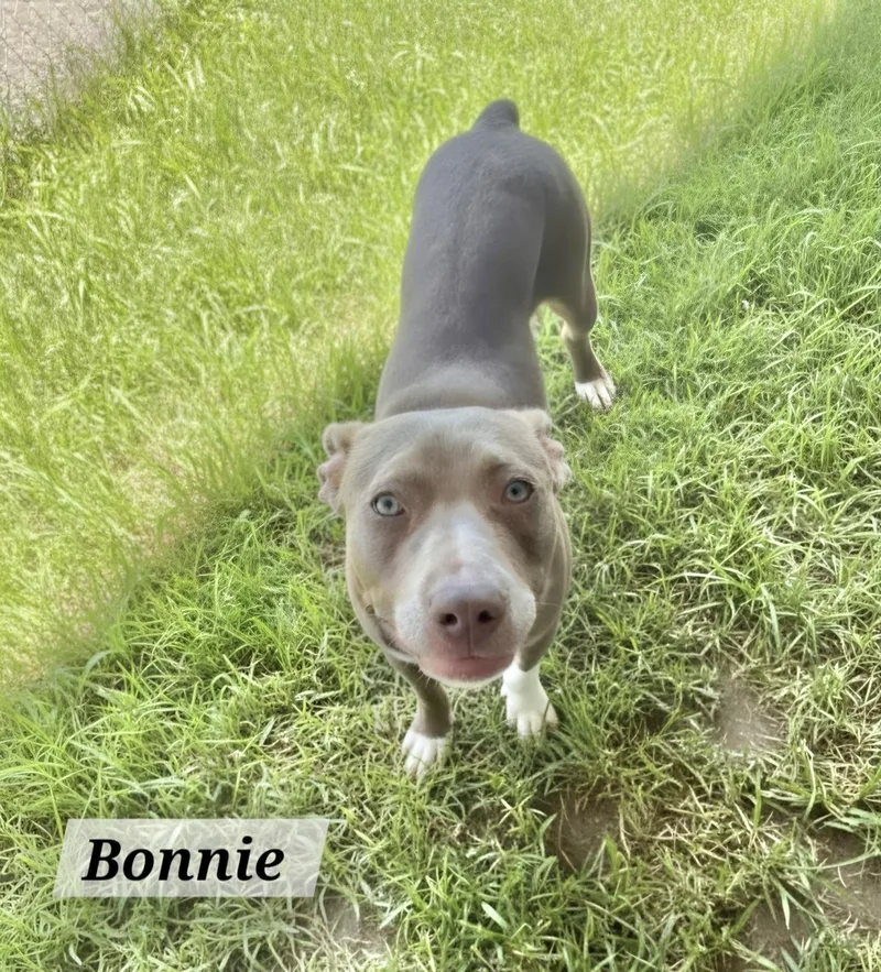 A young medium-sized female American Staffordshire Terrier dog named Bonnie for adoption in Manchester, CT
