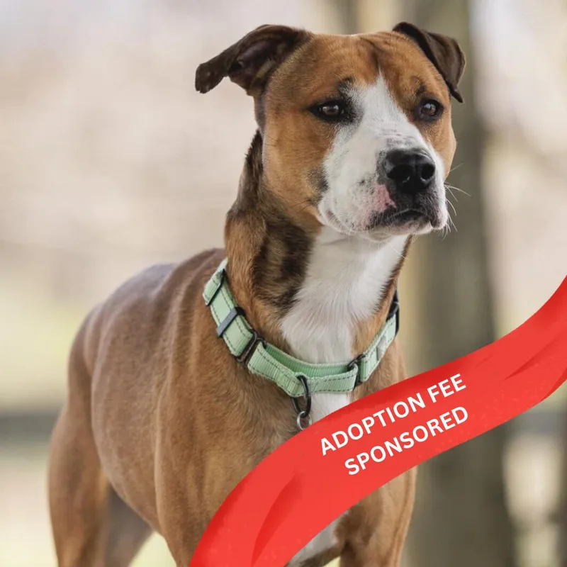 An adult medium-sized male Brown / Chocolate Mixed Breed dog named Hank for adoption in Marshall, VA