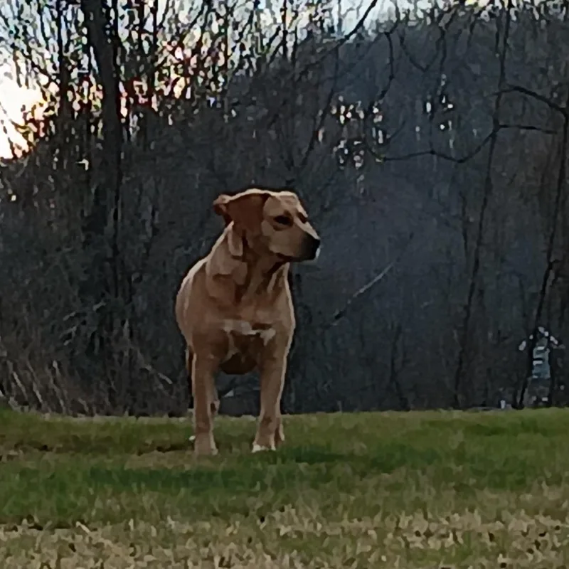 Dakota