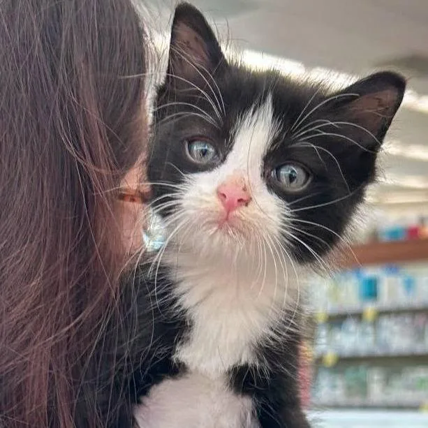 A baby small-sized female Domestic Short Hair cat named Lottie for adoption in New Tazewell, TN