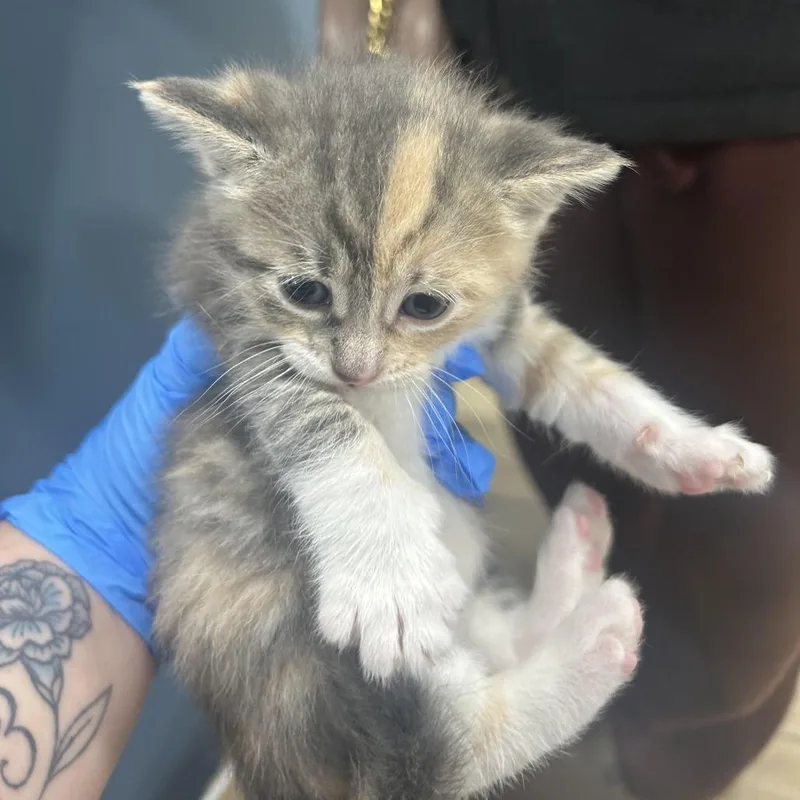 A baby small-sized female Gray / Blue / Silver Domestic Short Hair cat named Olive for adoption in Newark, NJ