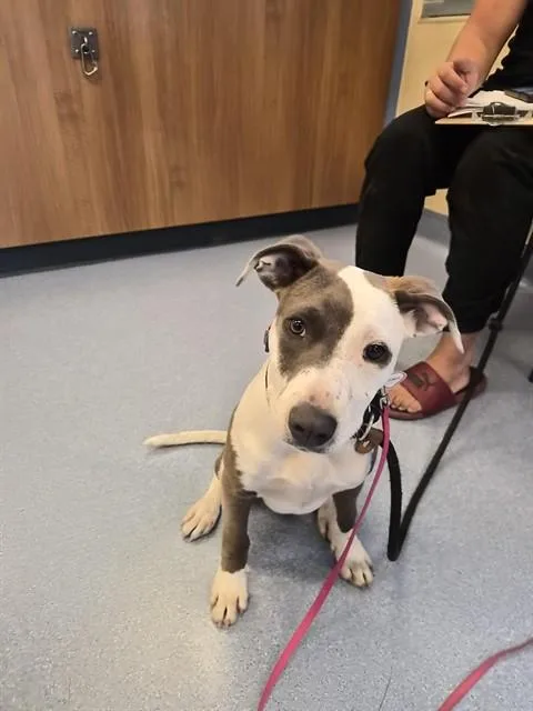 A baby small-sized female Pit Bull Terrier dog named Jemma for adoption in San Jose, CA