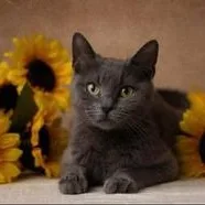 A young medium-sized female Gray / Blue / Silver Domestic Short Hair cat named Laurel for adoption in Kenhorst, PA