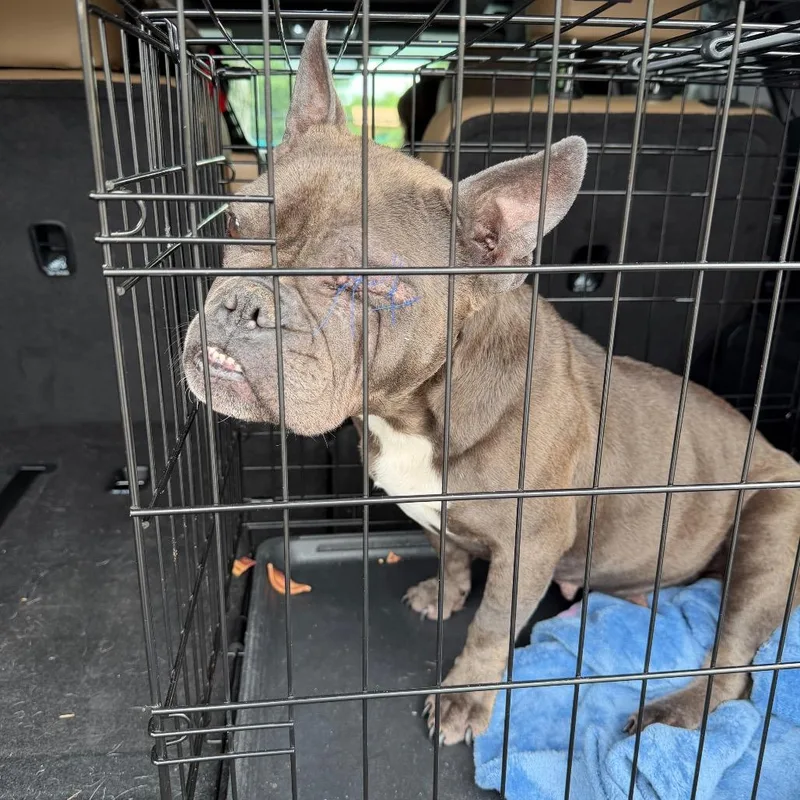 An adult medium-sized female Gray / Blue / Silver French Bulldog dog named Robyn for adoption in Port Charlotte, FL