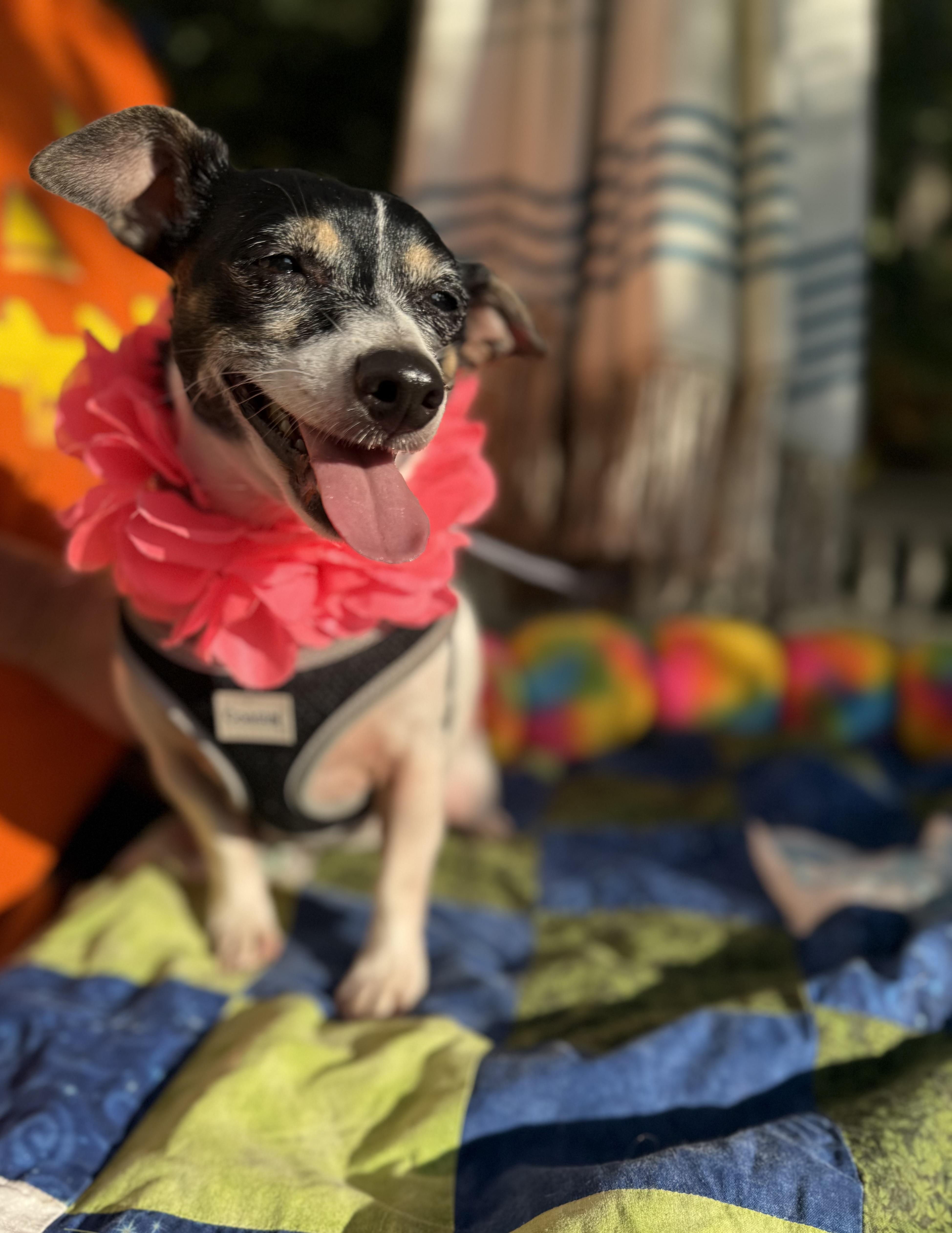 A young small-sized female Tricolor (Brown, Black, & White) Jack Russell Terrier dog named Sassy lbs for adoption in White Lake, MI