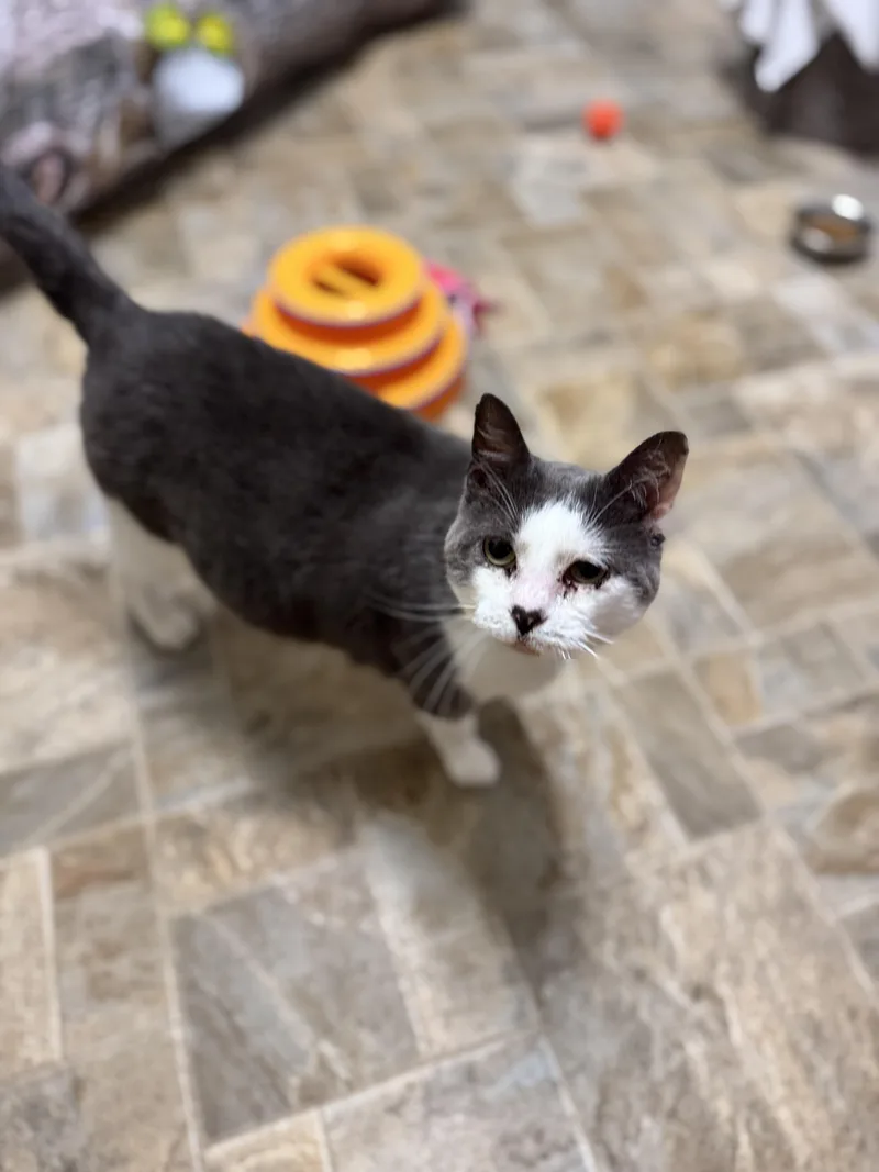 An adult medium-sized female Gray & White Domestic Short Hair cat named Cloud for adoption in Dodgeville, WI