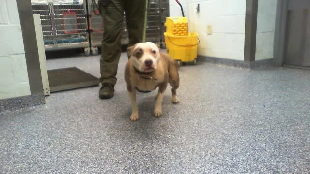 A young medium-sized female Pit Bull Terrier dog named Sugar Bug for adoption in Charlotte, NC