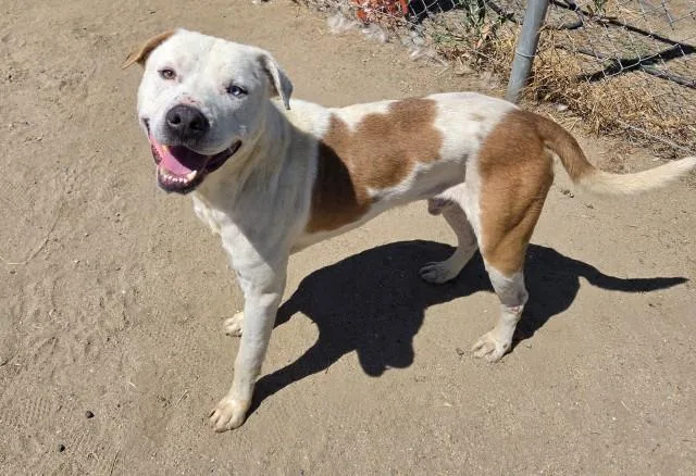 A senior medium-sized male White / Cream Pit Bull Terrier dog named Marley  URGENT for adoption in Thousand Oaks, CA