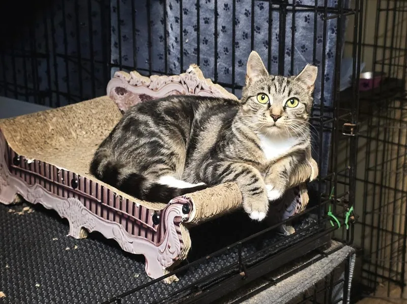 A young medium-sized female Domestic Short Hair cat named Narla for adoption in Pawtucket, RI
