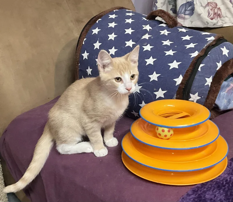A young medium-sized male Buff & White Domestic Short Hair cat named Amos for adoption in Avonmore, PA