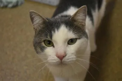 An adult medium-sized male Domestic Short Hair cat named Gandalf for adoption in Kansas City, MO