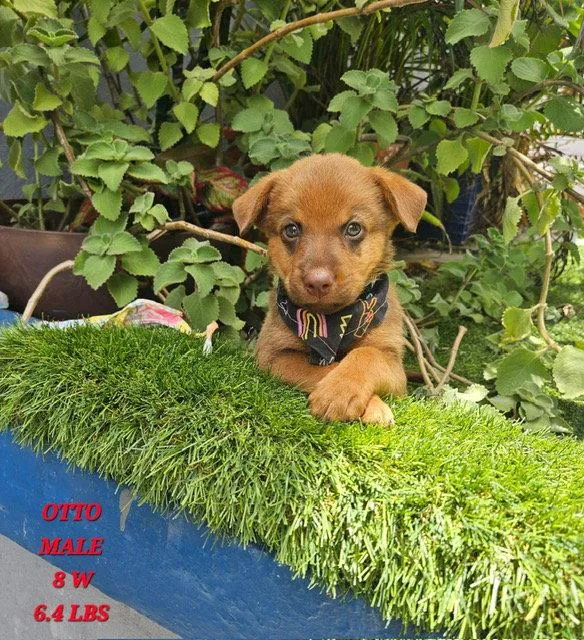 Otto