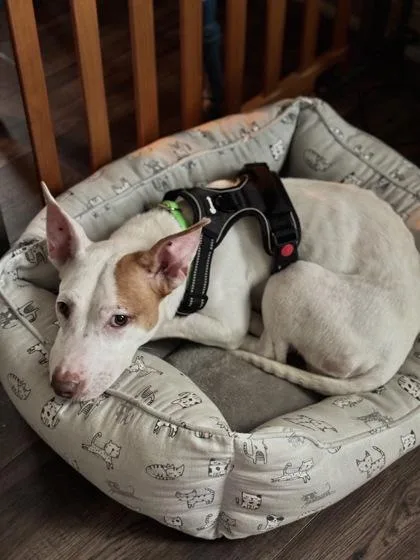 An adult medium-sized female Mixed Breed dog named Lula for adoption in Atlanta, GA