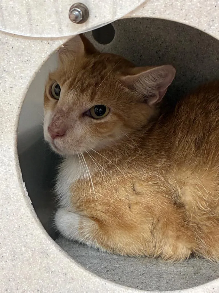 A young medium-sized female Domestic Short Hair cat named Ravioli for adoption in Bryant, AR