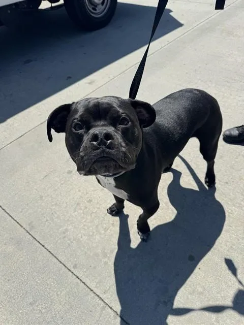 A young medium-sized male Boxer dog named Leo for adoption in Rancho Cucamonga, CA