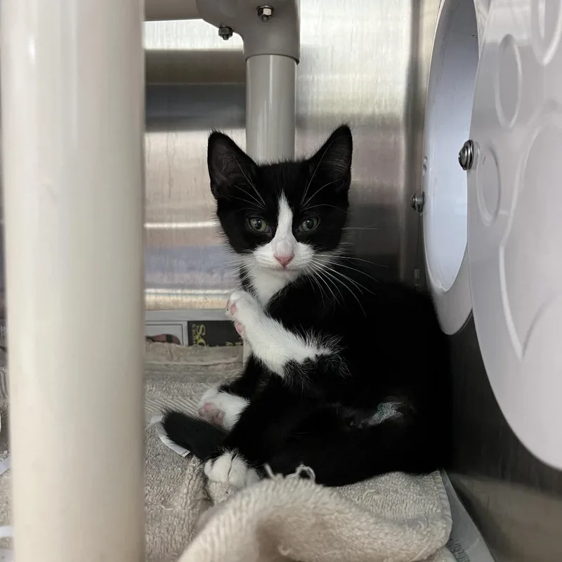 A baby small-sized male Black Domestic Short Hair cat named Cousin Itt for adoption in Philadelphia, PA
