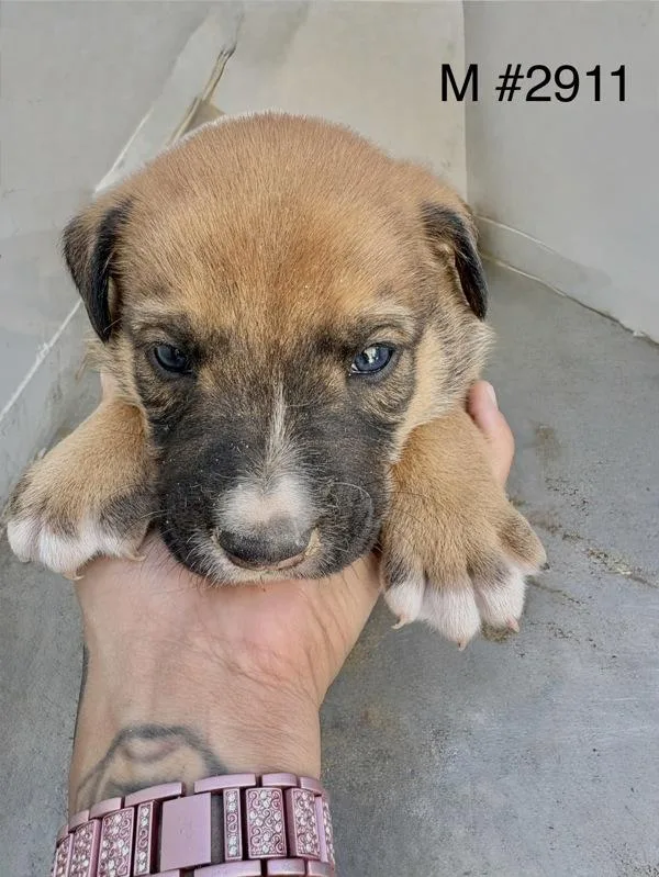 A baby large-sized male Siberian Husky dog named Chico for adoption in Victorville, CA