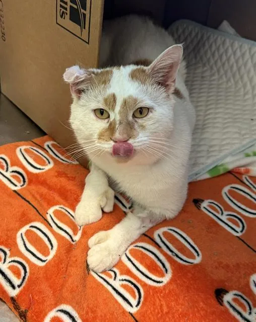 A young medium-sized male Domestic Short Hair cat named Sir Cauliflower for adoption in Boston, MA
