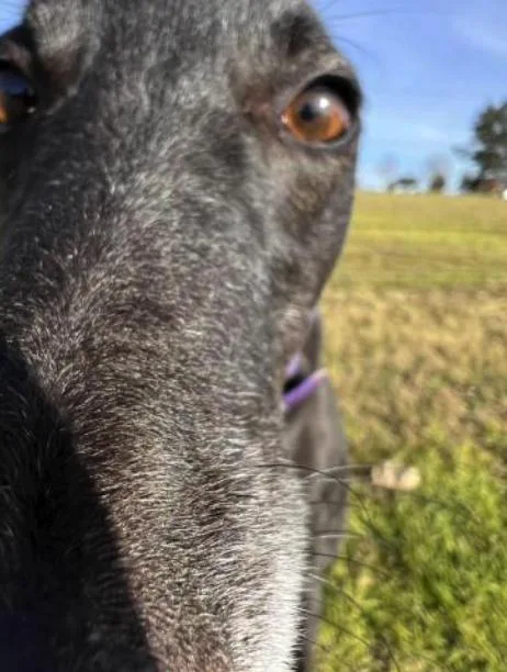 An adult large-sized female Greyhound dog named Emily for adoption in Tarpon Springs, FL