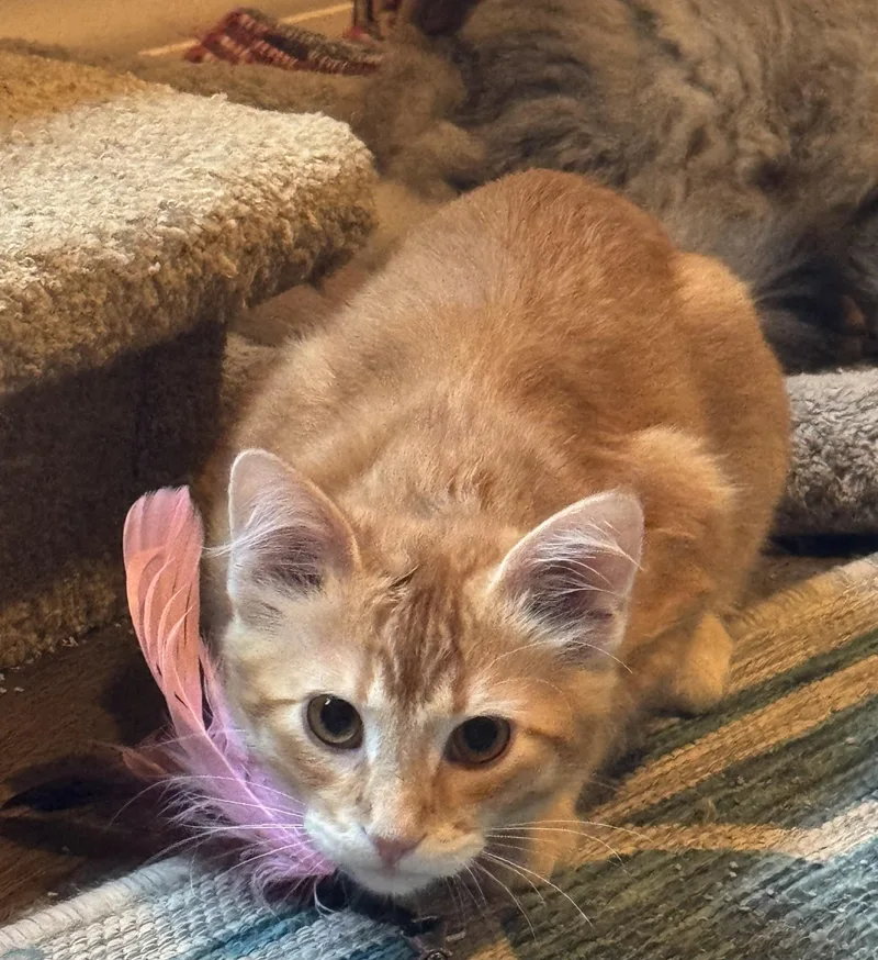 A baby medium-sized male Domestic Short Hair cat named Amos for adoption in Blaine, MN