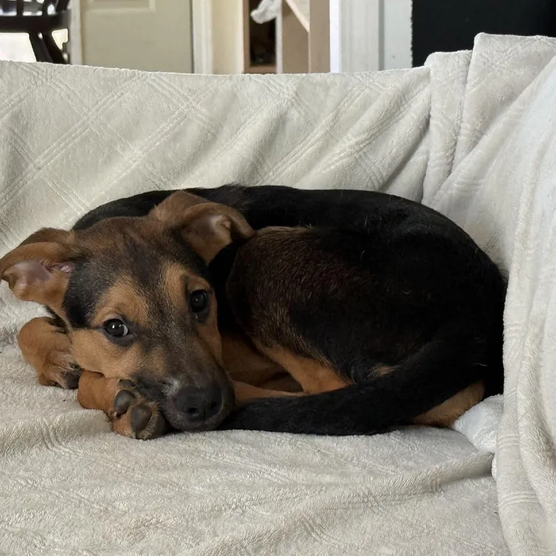A baby medium-sized male Black Shepherd dog named Charlie for adoption in Kansas City, MO