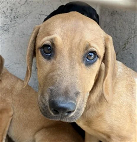 A baby small-sized male Hound dog named A for adoption in Oklahoma City, OK