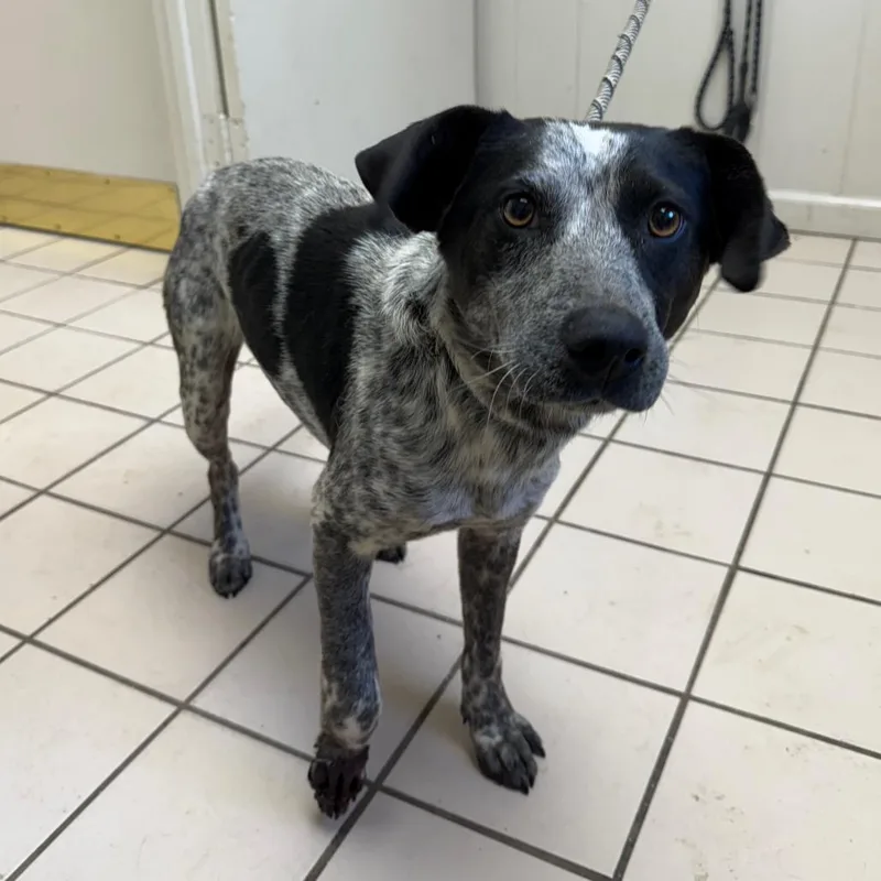 Tuscstray thumbnail 2