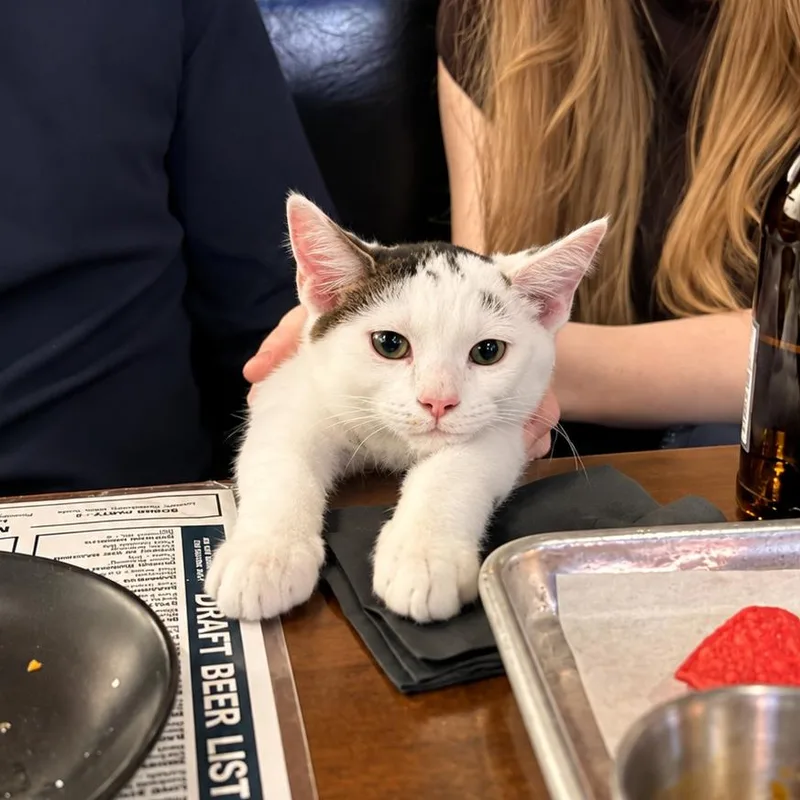 A baby medium-sized male White Domestic Short Hair cat named Captain America for adoption in Houston, TX