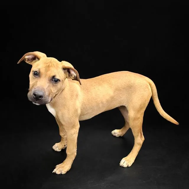 A baby small-sized female Black Mouth Cur dog named Mamasitsa for adoption in Winter Haven, FL