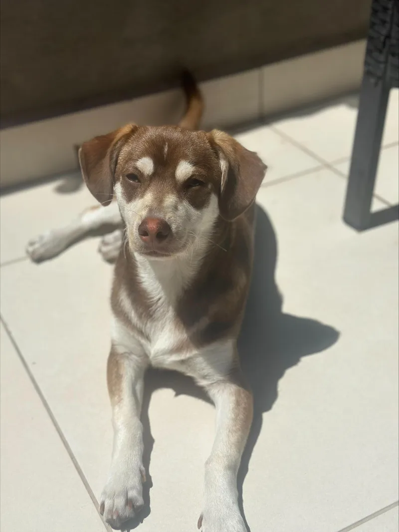 Ringo